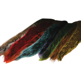 Gray squirrel tail red