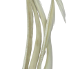 Stripped Goose Biots Hareline