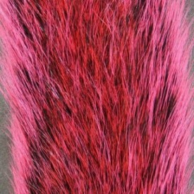 Gray squirrel tail red