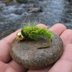 BH Caddis larva
