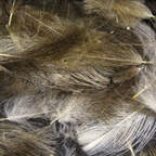 Cul De Canard Hareline