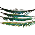 Peacock Sword Hareline – Detalle natural para colas y alas