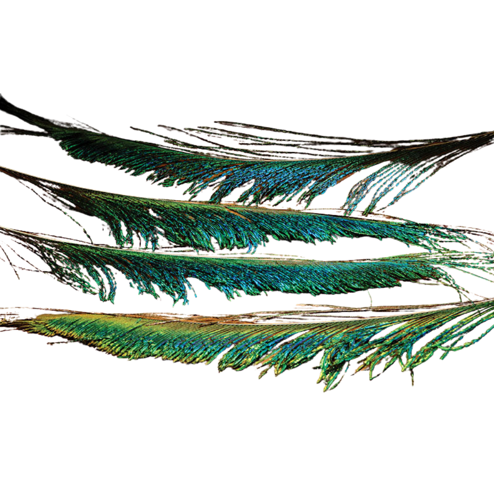 Peacock Sword Hareline – Detalle natural para colas y alas