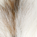 Petite Bucktail Hareline – Bucktail versátil para streamers y clásicos del fly tying