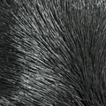 Premo Deer Hair Strip Hareline – Pelo de ciervo premium para moscas de alto rendimiento