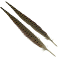 Ringneck Pheasant Tail Feathers Natural Hareline – Clásico imprescindible para ninfas y wets